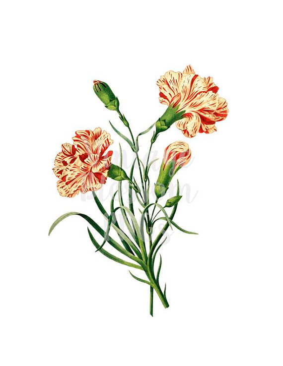 570x738 Vintage Clip Art, Vintage Graphic, Carnation Flower Digital Image