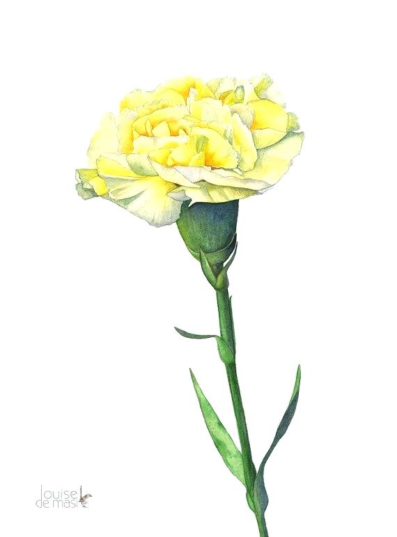 570x771 Watercolor Carnations Redcrown Club