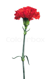 213x320 Buy Stock Photos Of Carnation Colourbox