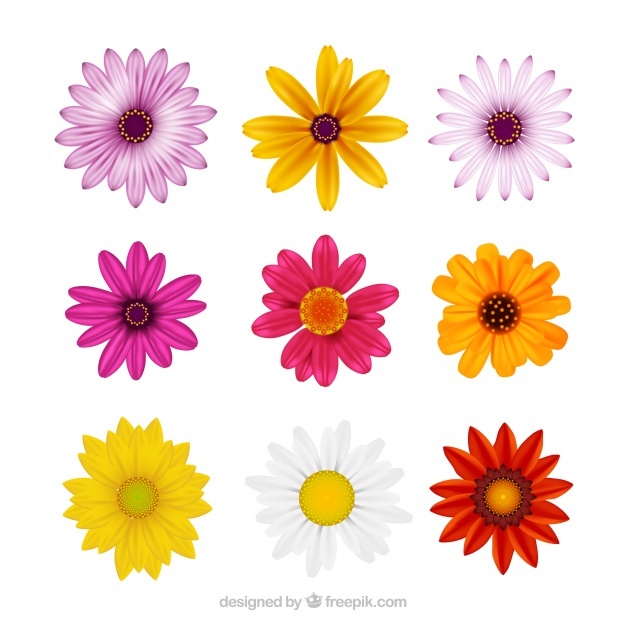 626x626 Daisy Vectors, Photos And Free Download
