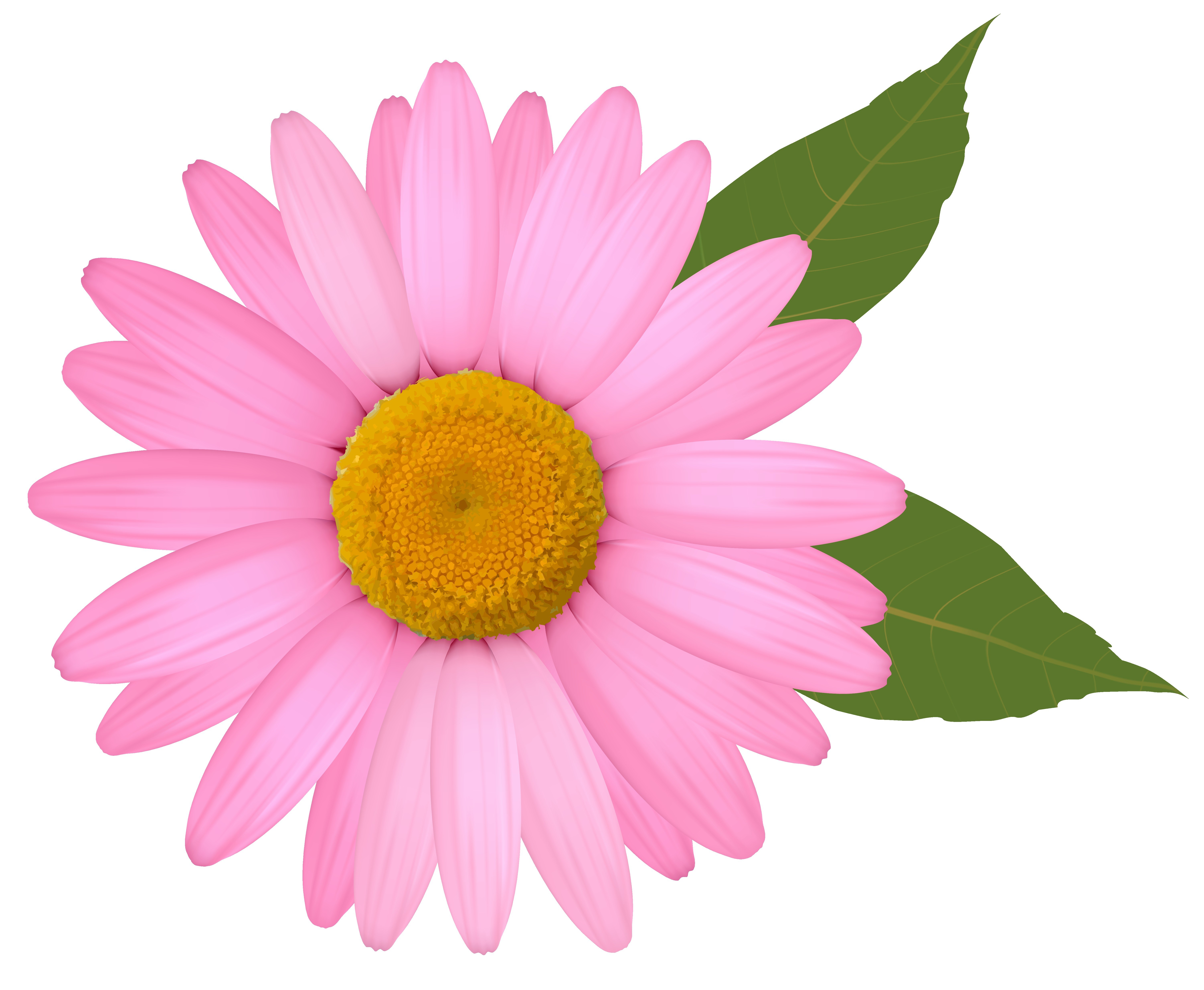 6006x4941 Gerbera Pink Drawings Daisy White