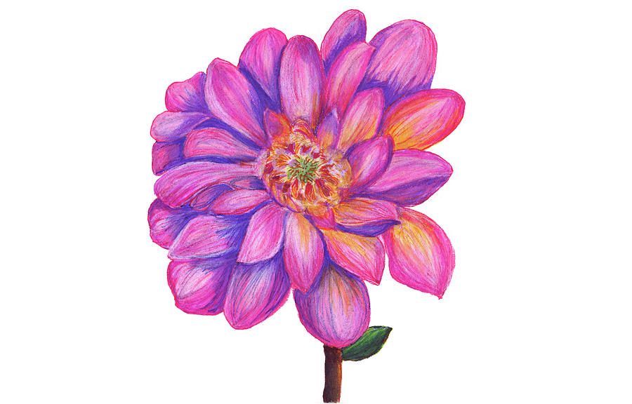 900x576 Pink Flower Drawing