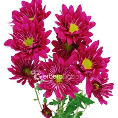 450x450 Bulk Flowers
