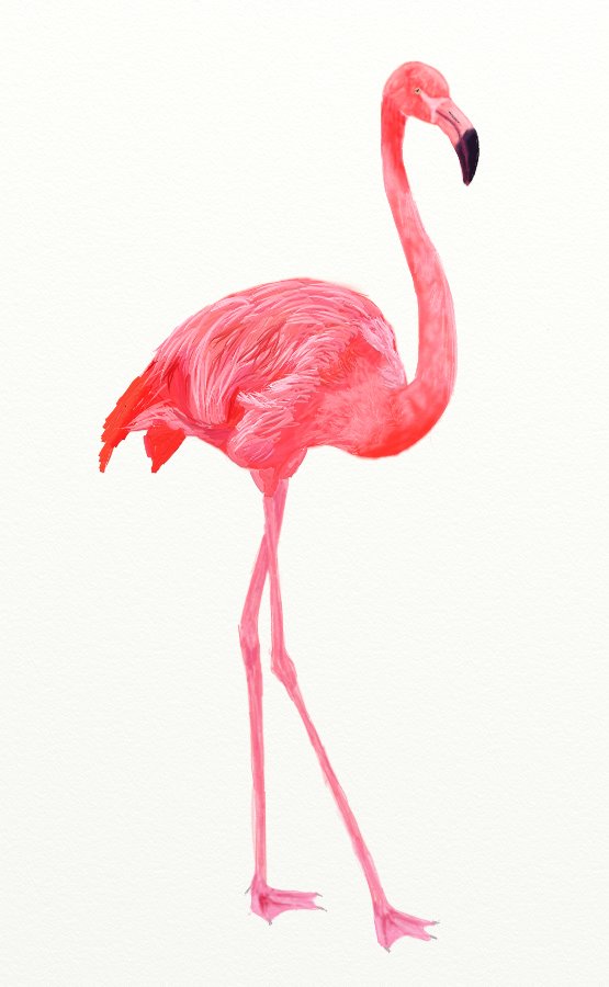555x900 How To Draw A Pink Flamingo