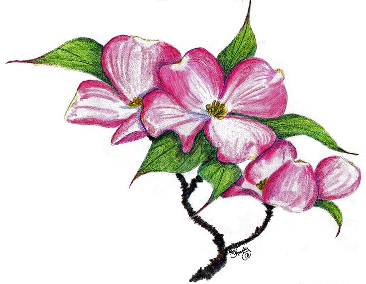 736x571 Clipart Of Dogwood Tree
