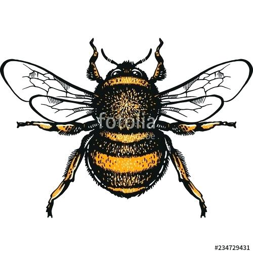 500x500 Drawings Of Bumble Bees Pink Cartoon Drawings Of Bumble Bees