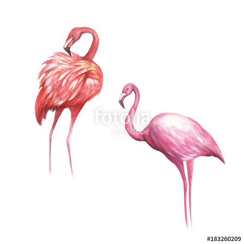 500x500 Pink Flamingo Isolated Hand Draw Watercolor Illustration Stock