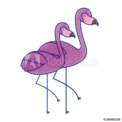 500x500 Two Pink Flamingo Bird Exotic Image Vector Illustration Draw