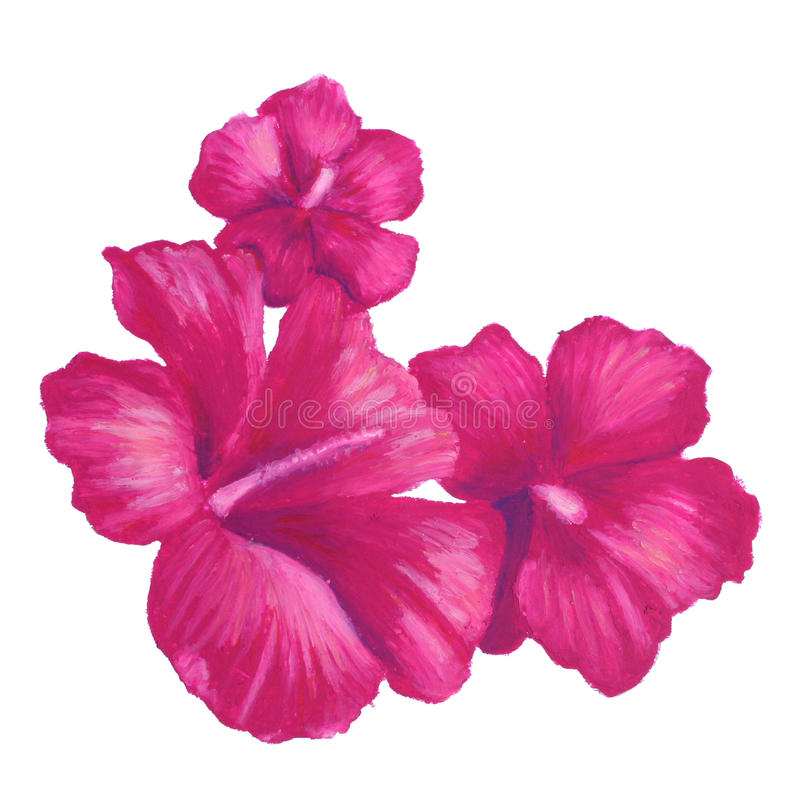 800x800 Collection Of Free Hibiscus Clipart Drawing Amusement Clipart