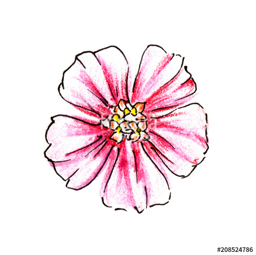 500x497 Drawing Pink Flowers Of Yarrow On A White Background Hand Drawn