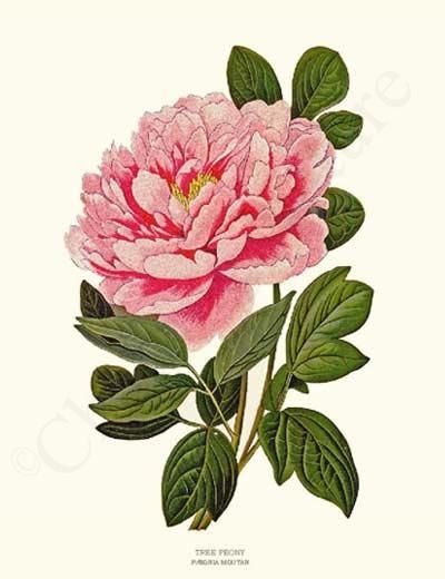 400x520 flower print peony, tree in wall decor peony