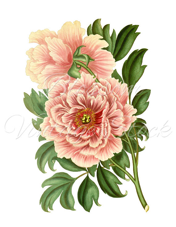 570x738 peony clipart, vintage graphic pink peony digital image, antique