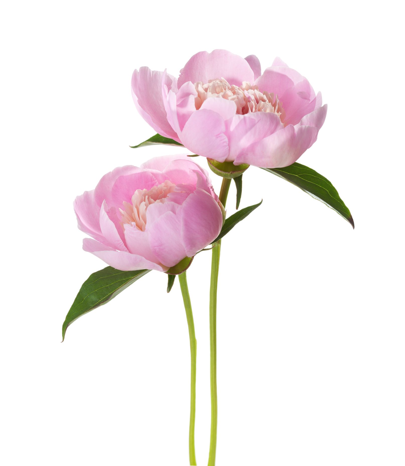 1614x1858 references inspiration pink peonies