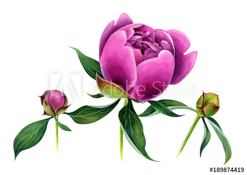 500x354 Pink Peony With Leaves And Small Buds Watercolor Botanical