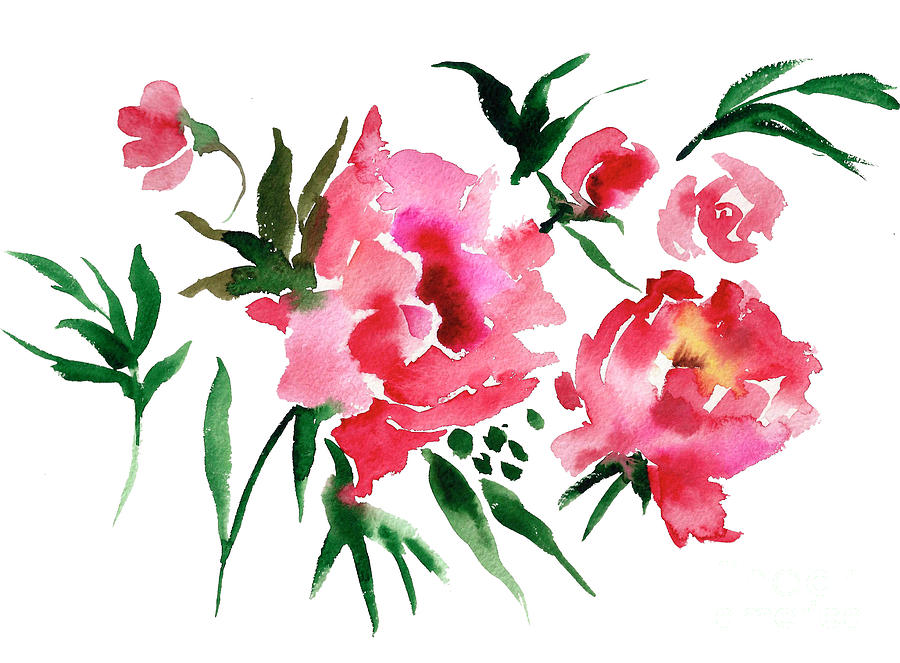 900x663 watercolor peonies drawing