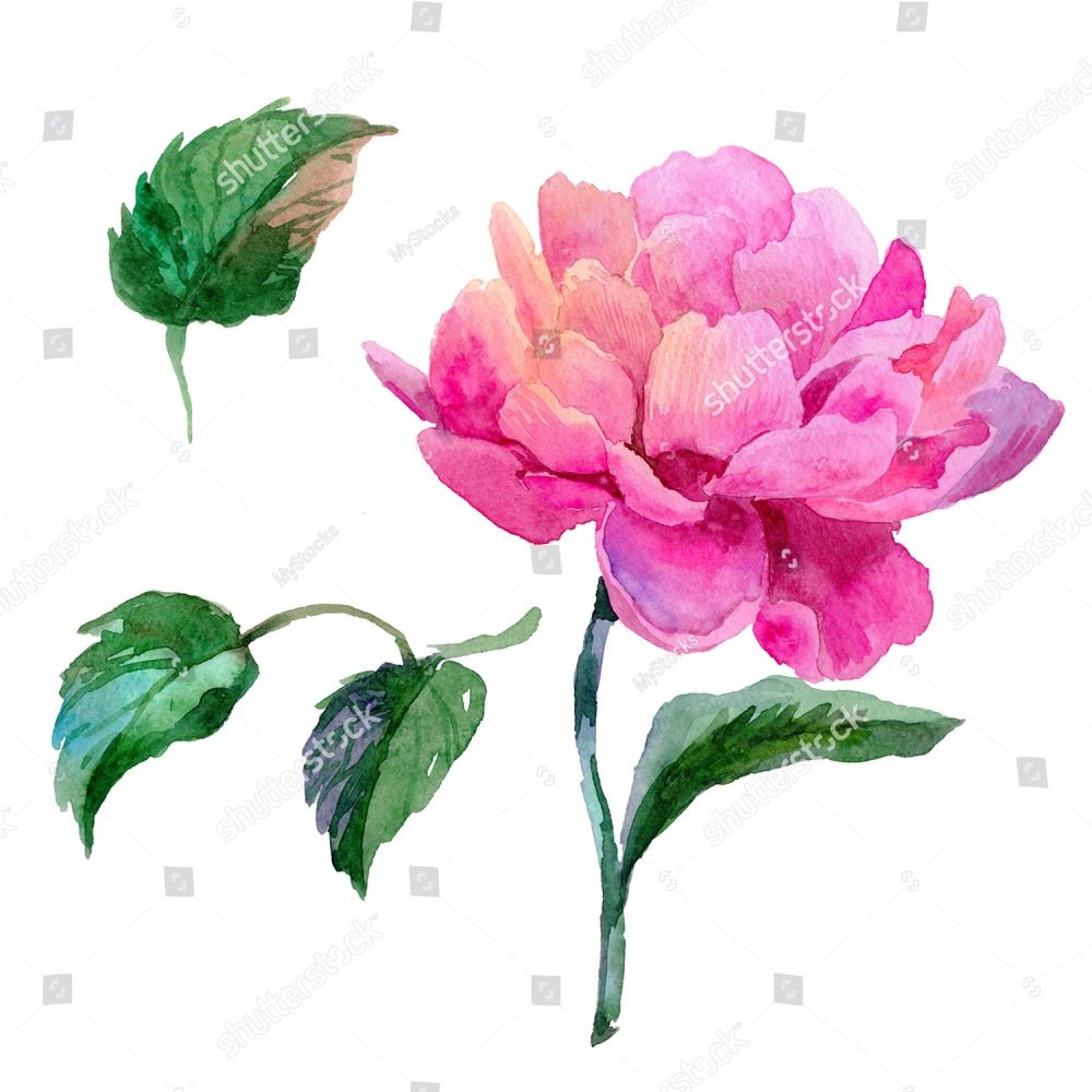 1000x1000 Wildflower Peony Flower In A Watercolor Style Isolated Aquarelle