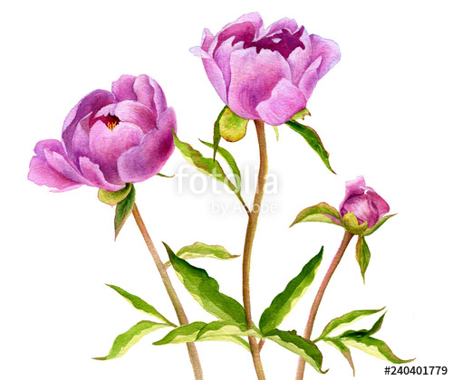 500x420 Watercolor Drawing Pink Peony Flowers Stock Photo And Royalty