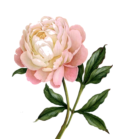 399x491 Collection Of Free Peony Vector Botanical Plant Download On Ui Ex