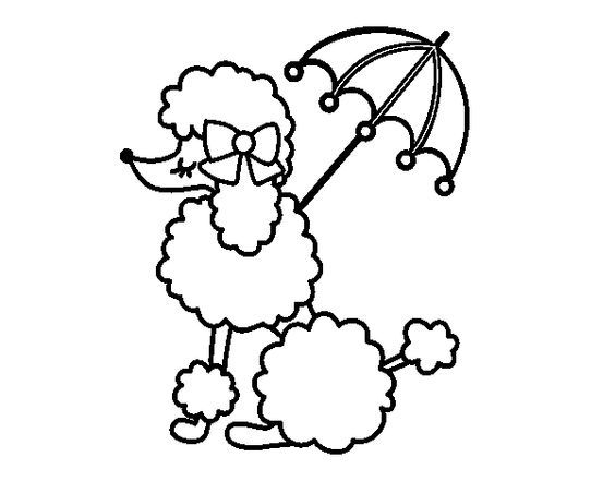 564x441 Poodles Poodle Drawing, Poodle, French