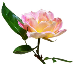 250x220 How To Oil Paint A Pink Rose Flower Art Lesson