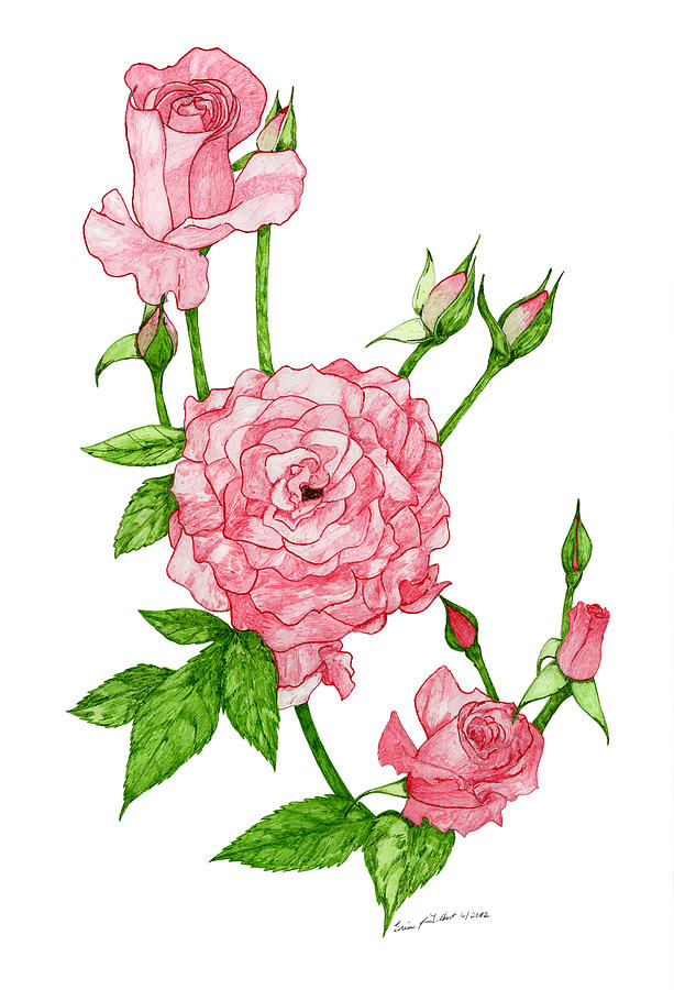 613x900 Pink Roses Drawing