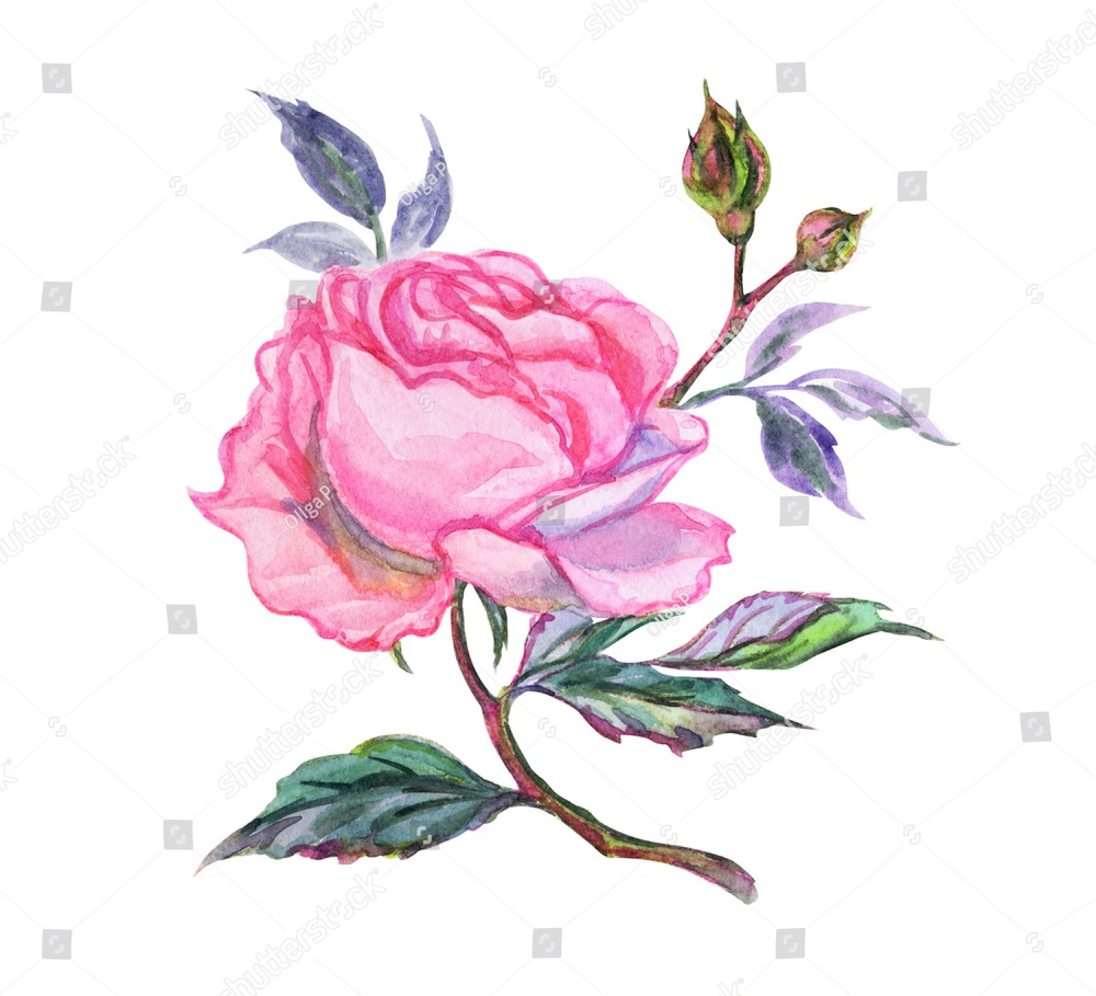 Pink Rose Drawing | Free download on ClipArtMag