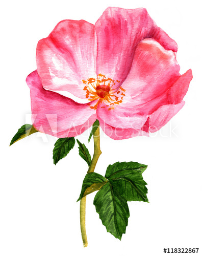 396x500 Watercolor Drawing Of Blooming Pink Rose With Green Leaves