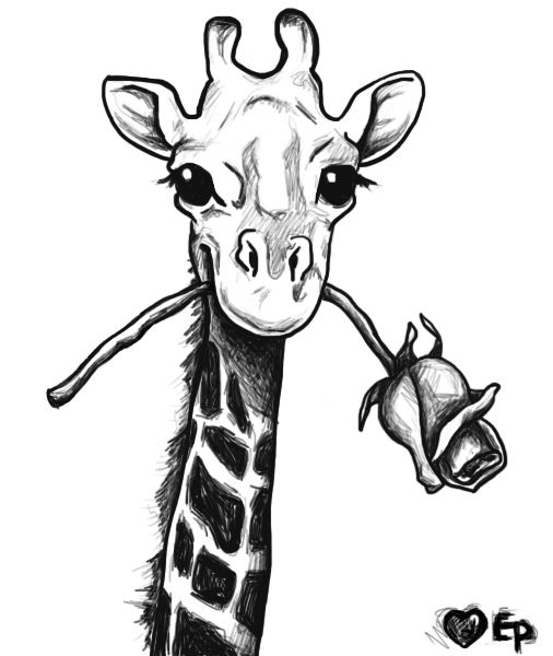 506x600 Sketches Of Giraffes Giraffe Drawing Google Search Ideas