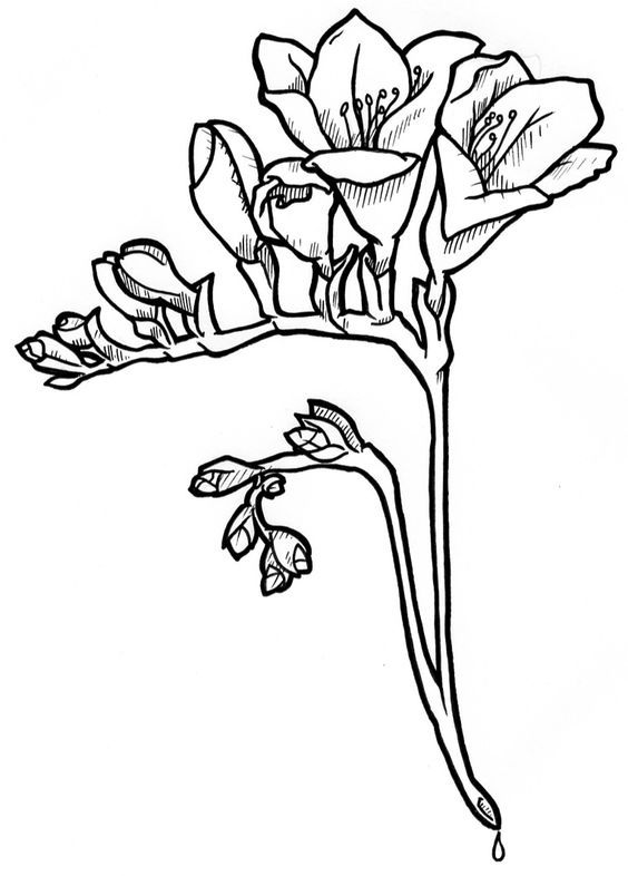 564x786 Freesia Illustration Freesia Flowers, Flower Designs And Flower