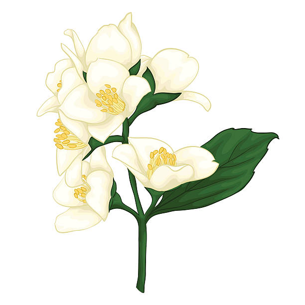 612x612 Jasmine Flower Illustration Drawings Gallery Templates Stencils