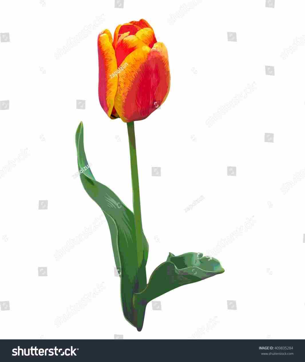 1066x1264 Pictures Wikihowrhwikihowcom Tulips Drawing Pencil Drawing