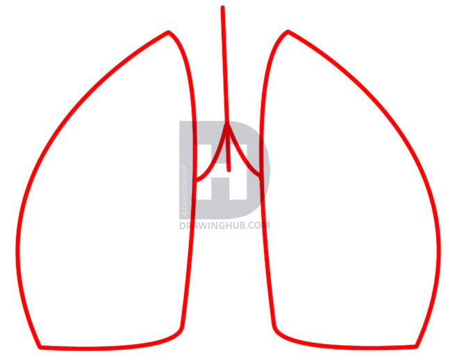 655x523 How To Draw Lungs, Step
