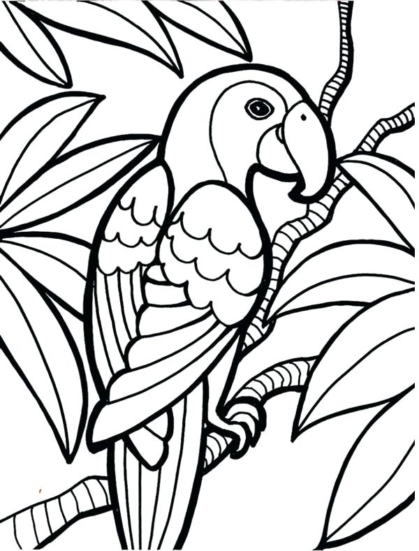 600x789 Parrot Coloring