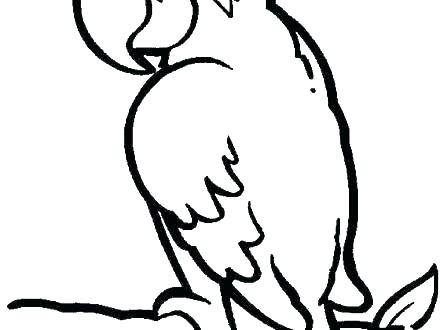 440x330 Parrot Coloring Pages With Cute Pittsburgh Pirate