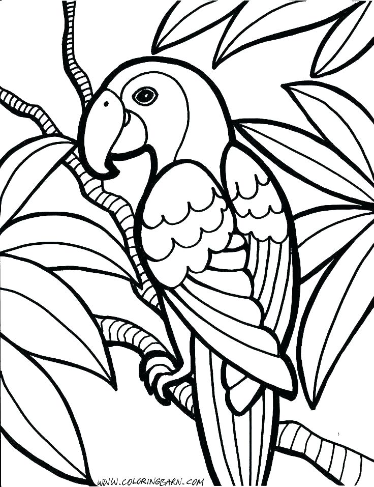 736x957 Pirate Parrot Coloring Pages Pirate Parrot Coloring