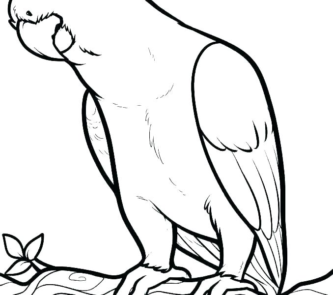 678x600 Coloring Pages Of Parrots Pirates Parrot