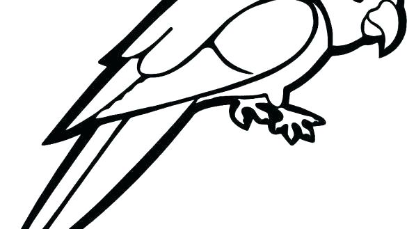 585x329 Colouring Pictures Of Parrots Parrot