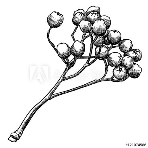 500x500 detailed and precise ink drawing of rowan or rowanberry berries
