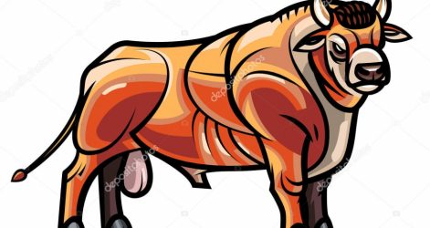 471x250 Pitbull Drawing Step