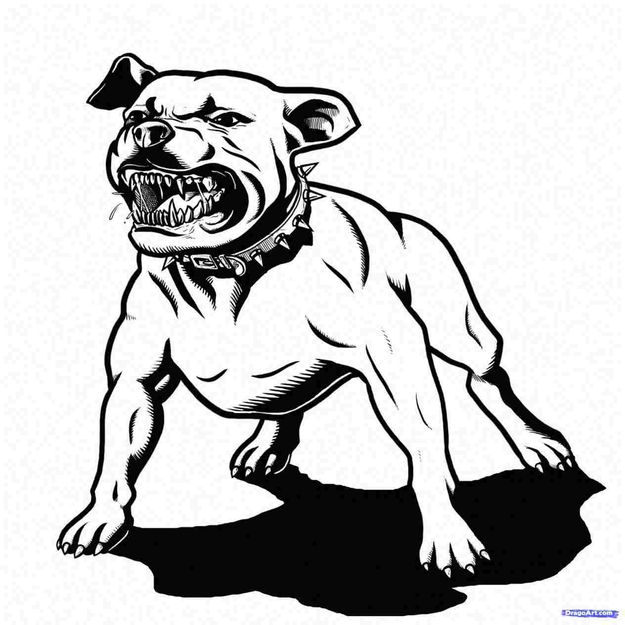 1264x1264 Pitbull Cartoon Drawings Of Pitbulls Drawing