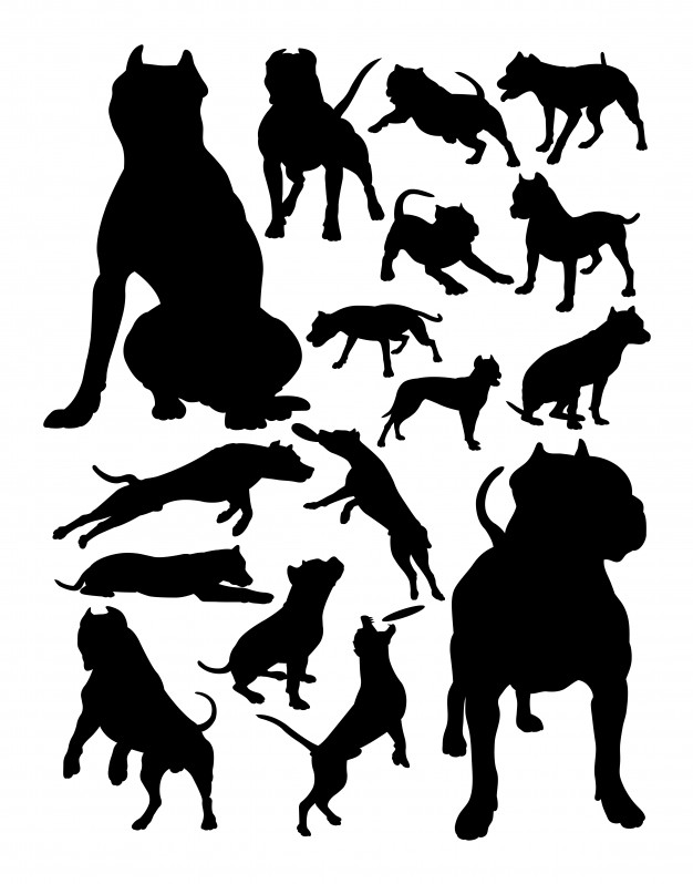 626x798 Pitbull Vectors, Photos And Free Download