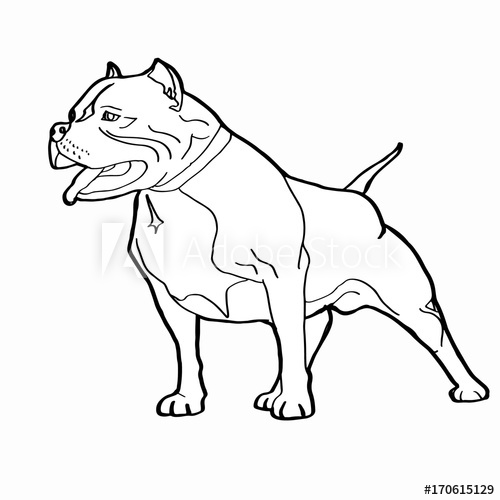 500x500 Pitbull Dog Drawing
