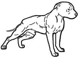257x190 Easy Pitbull Drawings Images