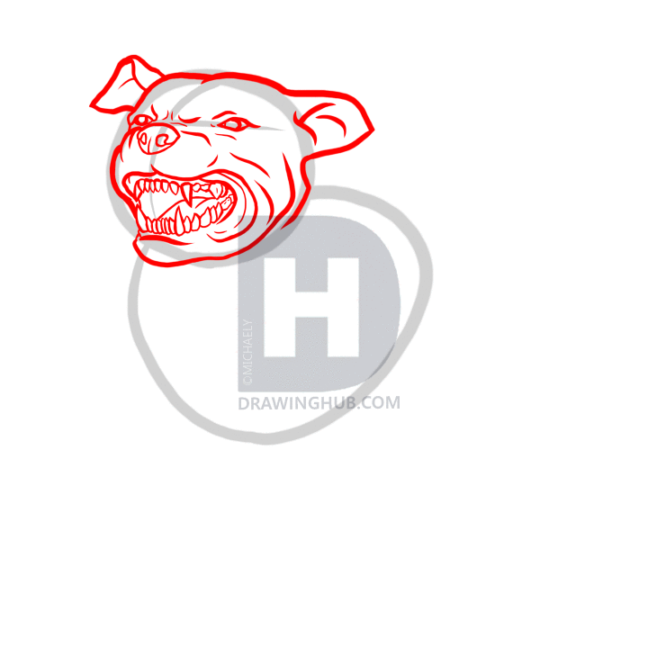 720x720 How To Draw A Pitbull Dog, Step