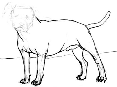 400x300 How To Draw A Pit Bull Step