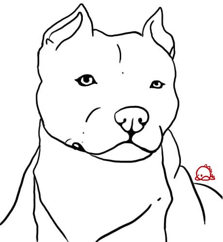 Pitbull Drawings Step By Step | Free download on ClipArtMag