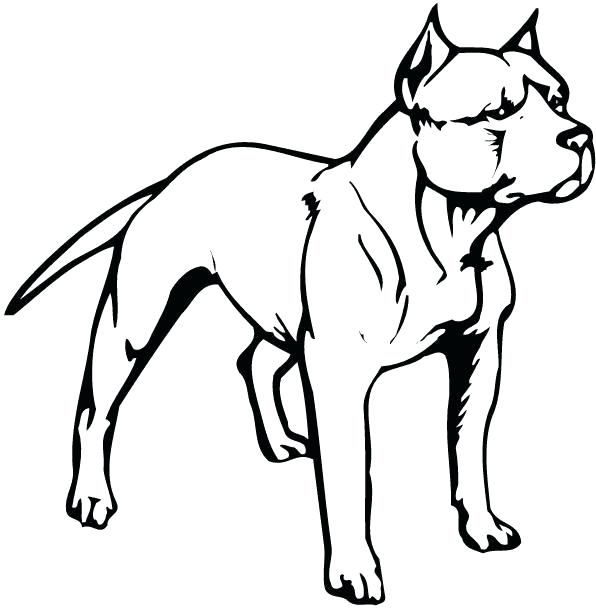596x608 Sketch Of A Pitbull Dogs Drawings Free Drawing Tutorial And Manual