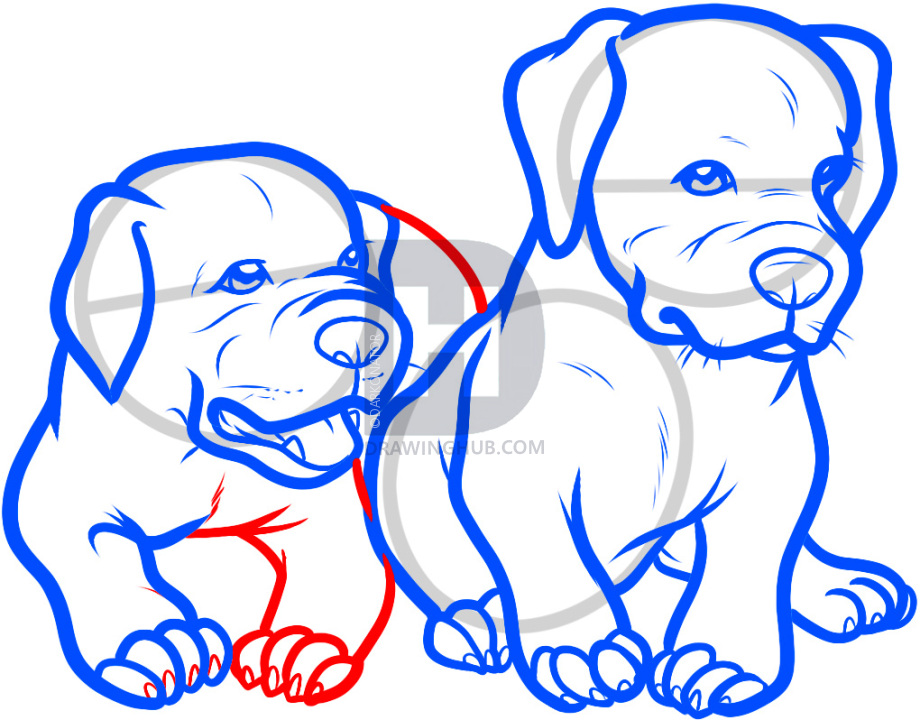 920x720 How To Draw Baby Pitbulls, Baby Pitbulls, Step