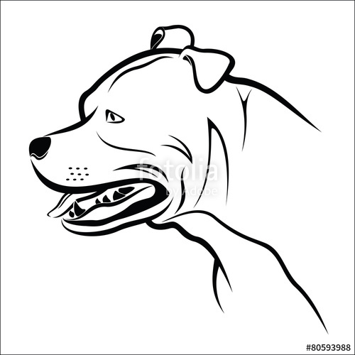 500x500 Pitbull Stock Image And Royalty Free Vector