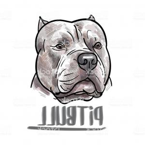 300x300 Drawing Of Pitbull Head On White Background Gm Shopatcloth